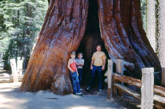 Tom, Bill, and FJ standing in opening of giant Sequoia tree.