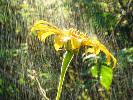 Sunflower receiving heavy rain. Positioned in front of trees. There is sunlight brightening the picture.